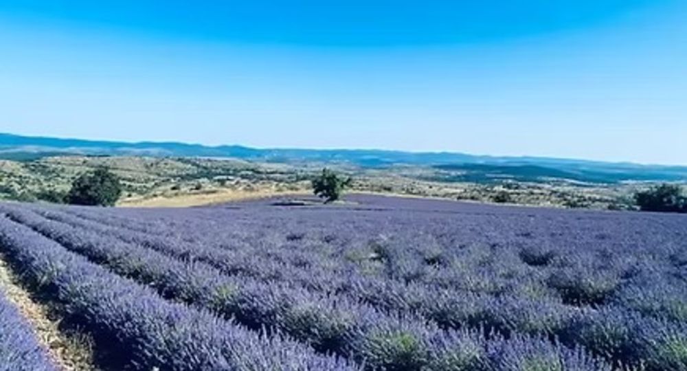 Domaine des Toullières_Arre