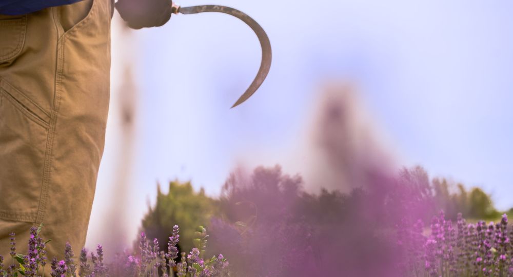Visites guidées au Mas en Provence_Bellegarde