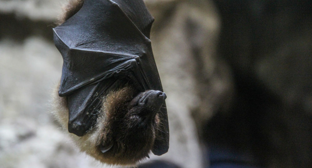 Exposition «Chauves-souris, une vie renversante»_Roquemaure