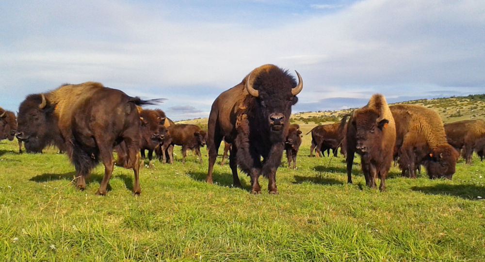 Randals Bison