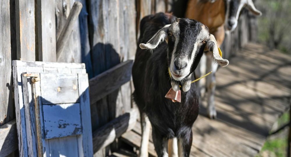 La Ferme du Pouget_Saint-Jean-du-Gard