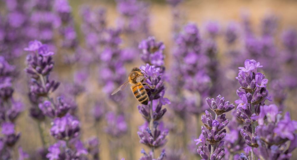 Visites guidées au Mas en Provence_Bellegarde