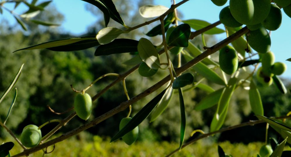 Vignobles Boudinaud