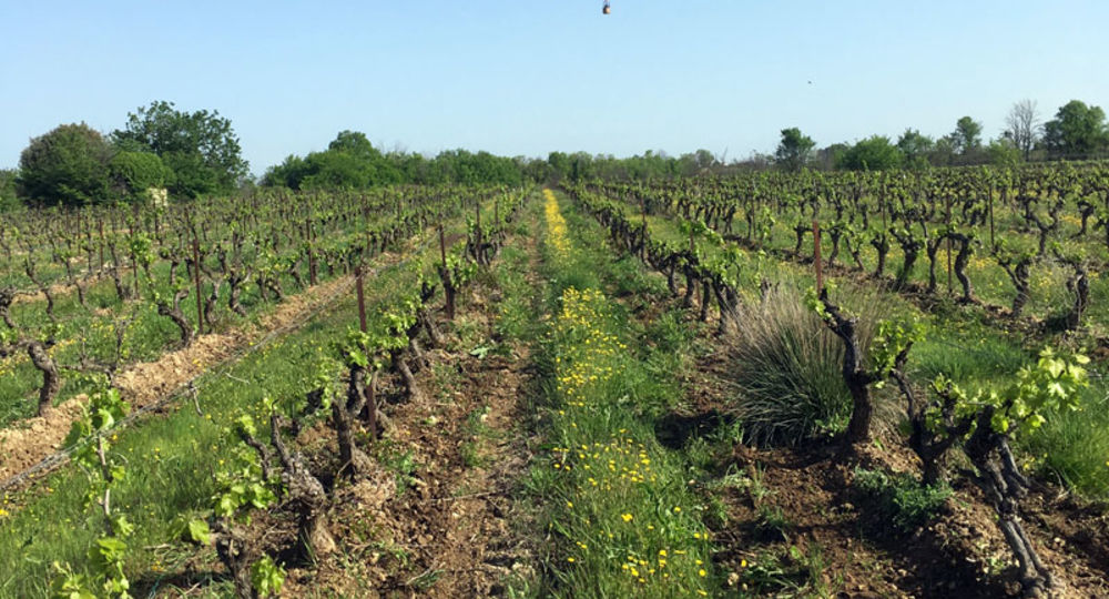 De grappes et d'ô_Blauzac