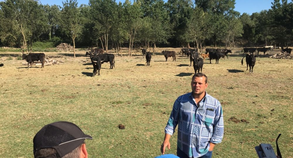 Immersion dans l'univers des Gardians_Vallabrègues