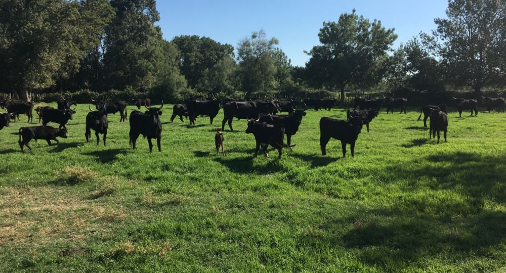 Immersion dans l'univers des Gardians_Vallabrègues