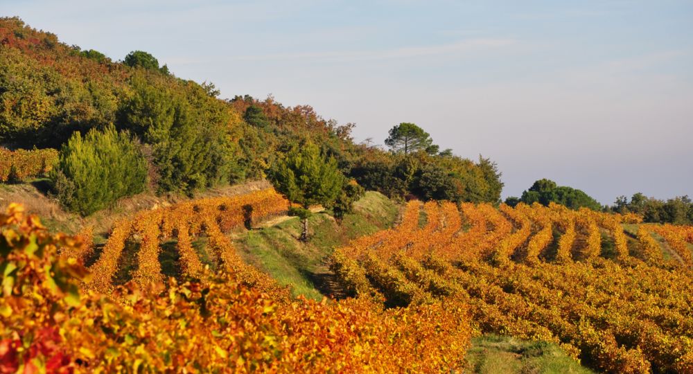Domaine La Réméjeanne
