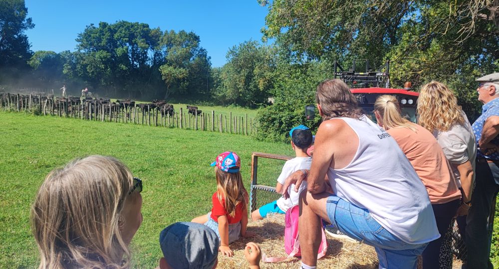 Immersion dans l'univers des Gardians_Vallabrègues