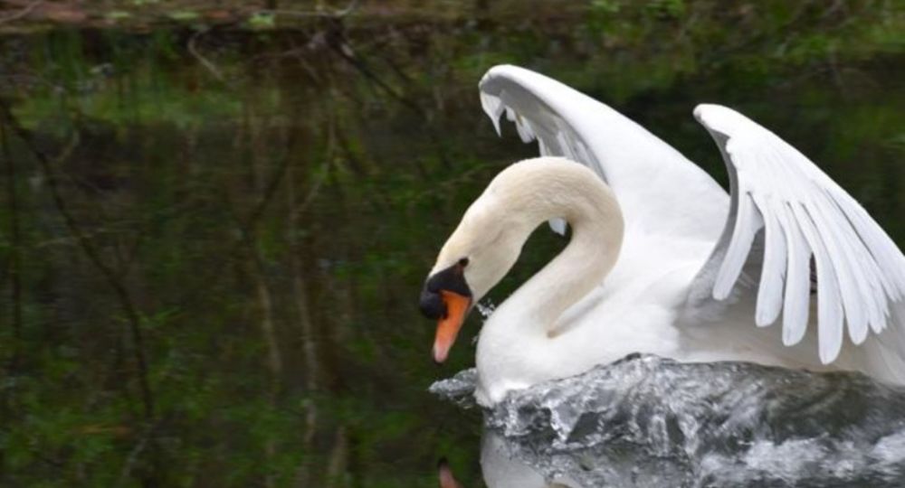 Uzès balade amoureuse et poétique - Visite guidée Uzès, Ville d'art et d'histoire_Uzès
