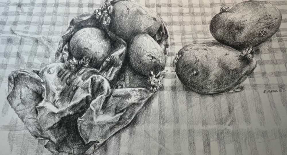 Cinq Patates germées - Graphite sur papier - 29,7x42 cm