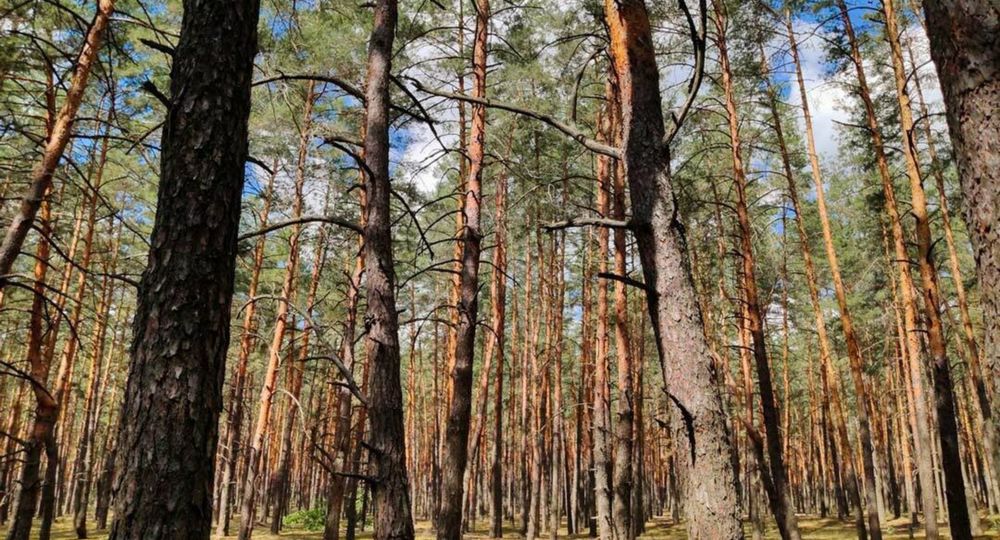 Après midi jeux et spectacle dans les arbres