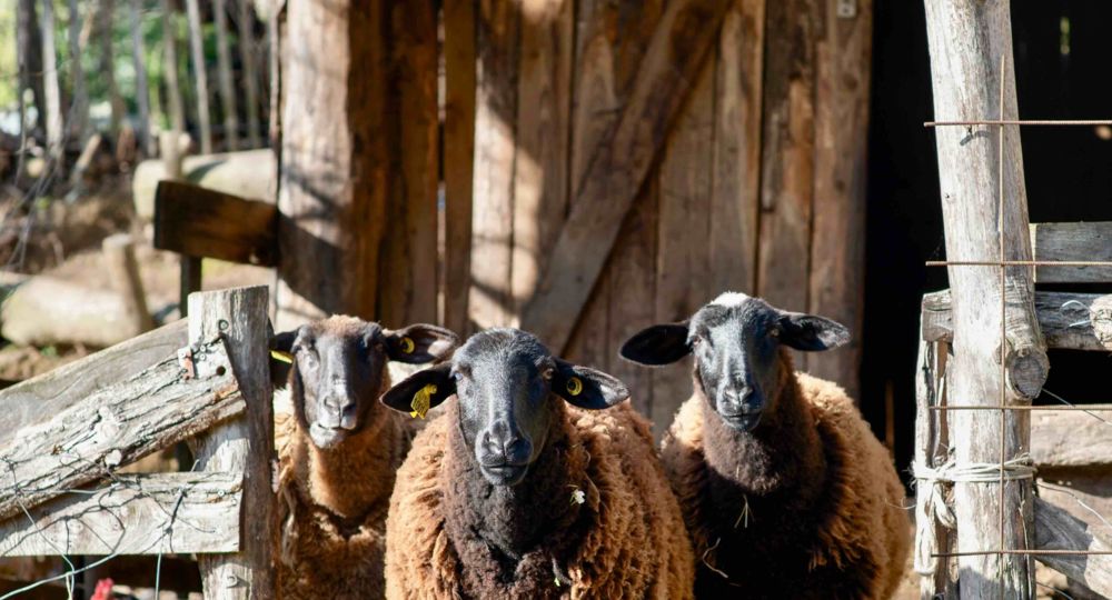 La Ferme du Pouget_Saint-Jean-du-Gard