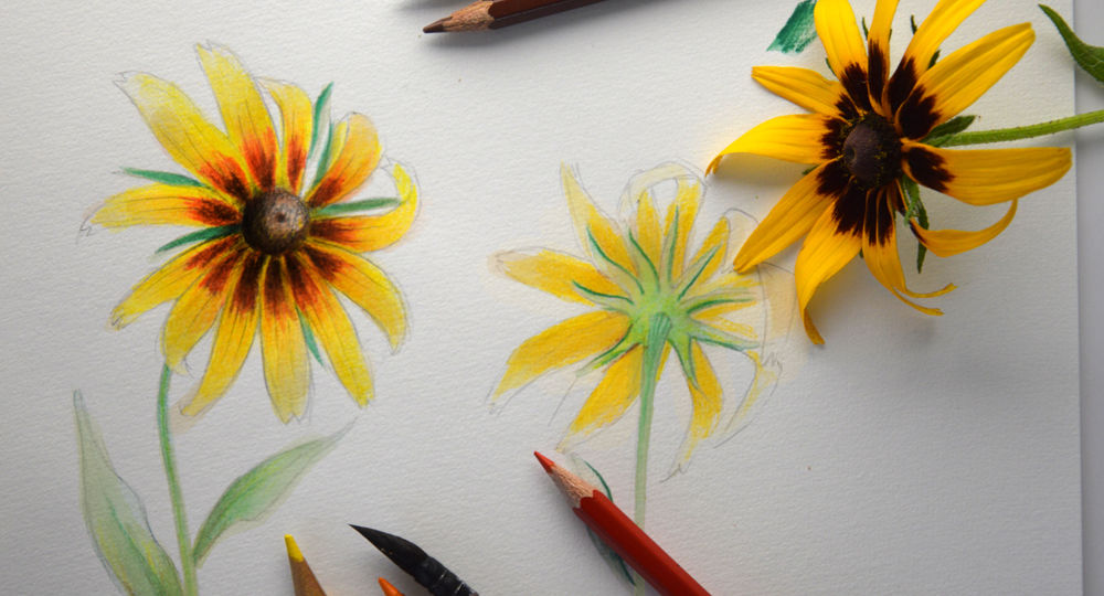 Initiation à la planche botanique_Villeneuve-lez-Avignon