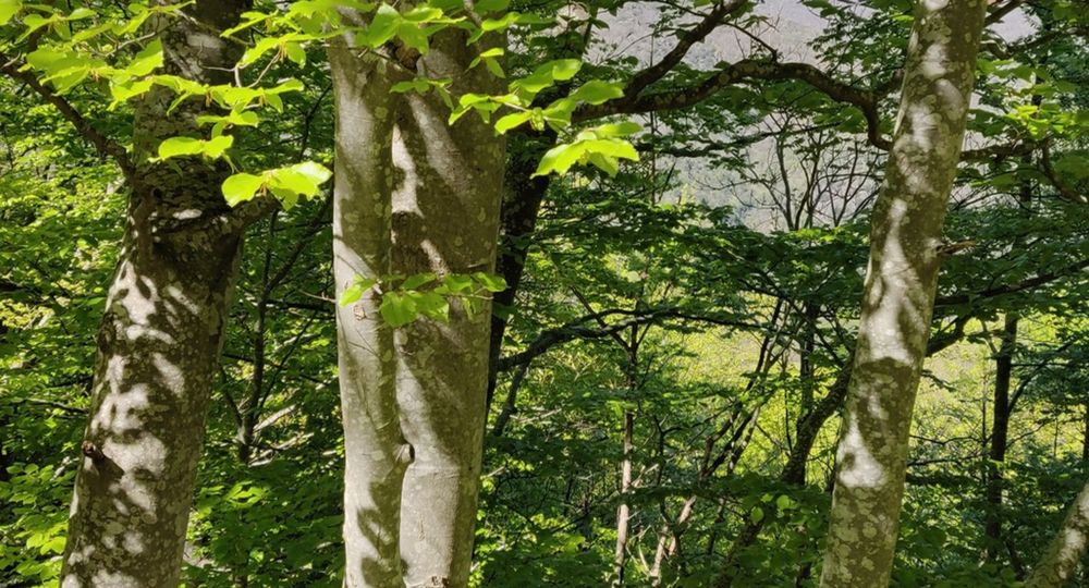 Randonnée de 2 jours - Le versant nord de l'Aigoual_L'Esperou