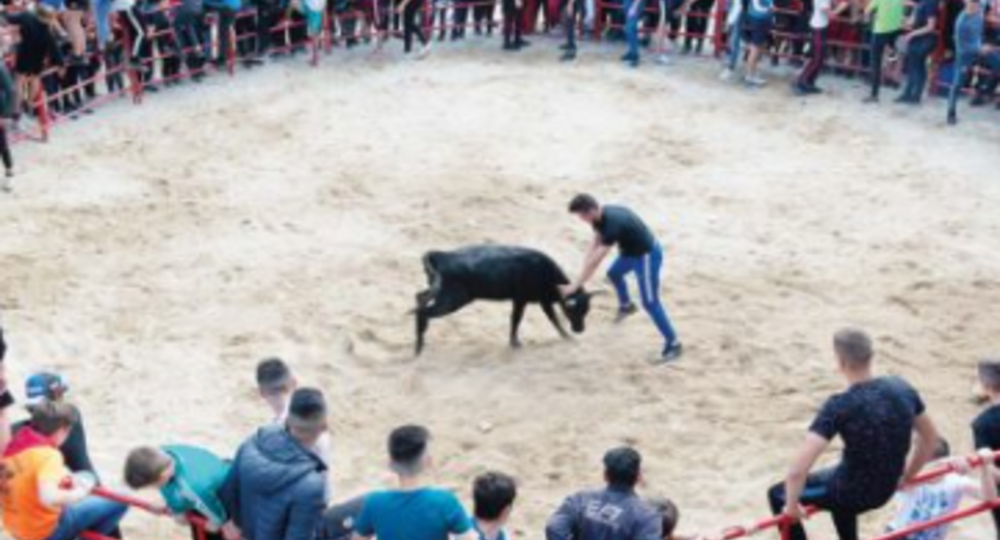 Féria d'Alès - Animations vachettes_Alès