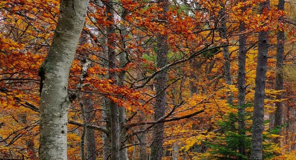 Randonnée de 2 jours - Le versant nord de l'Aigoual_L'Esperou