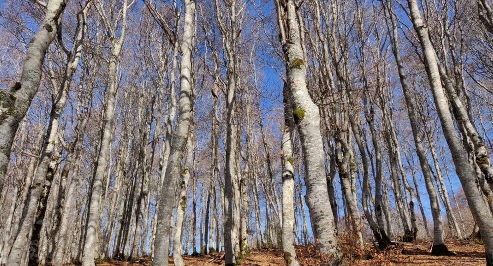 Randonnée de 2 jours - Le versant nord de l'Aigoual_L'Esperou