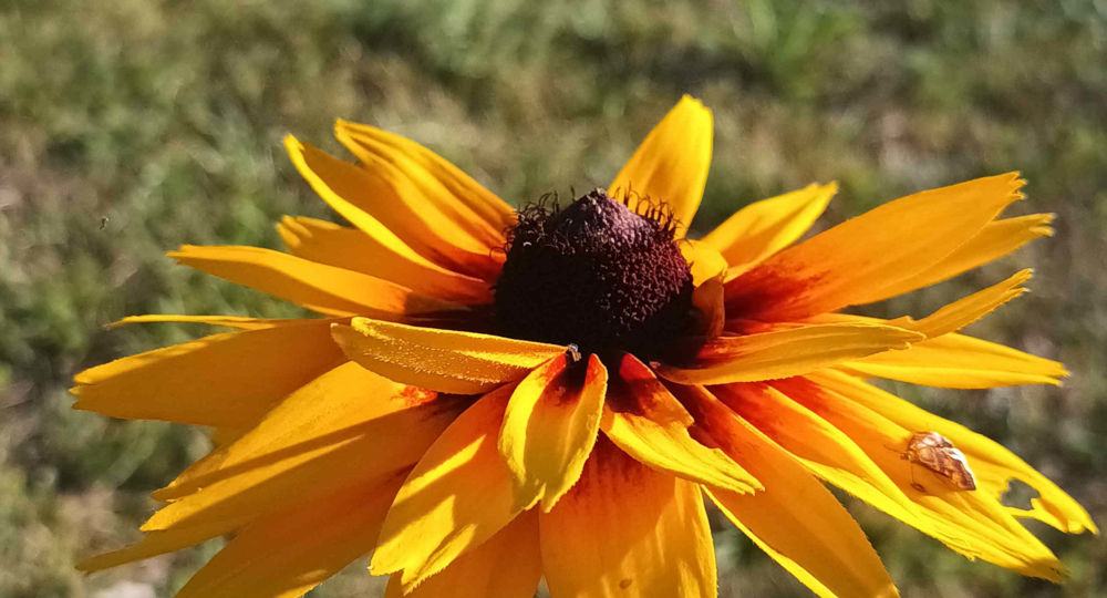 Marche & dessine_Le Vigan