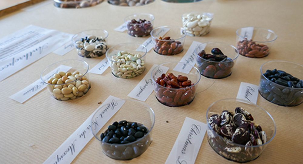 Les graines sont à l’honneur