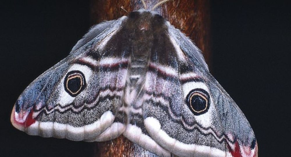 A la rencontre du monde nocturne, sur les ailes des phalènes_Mandagout