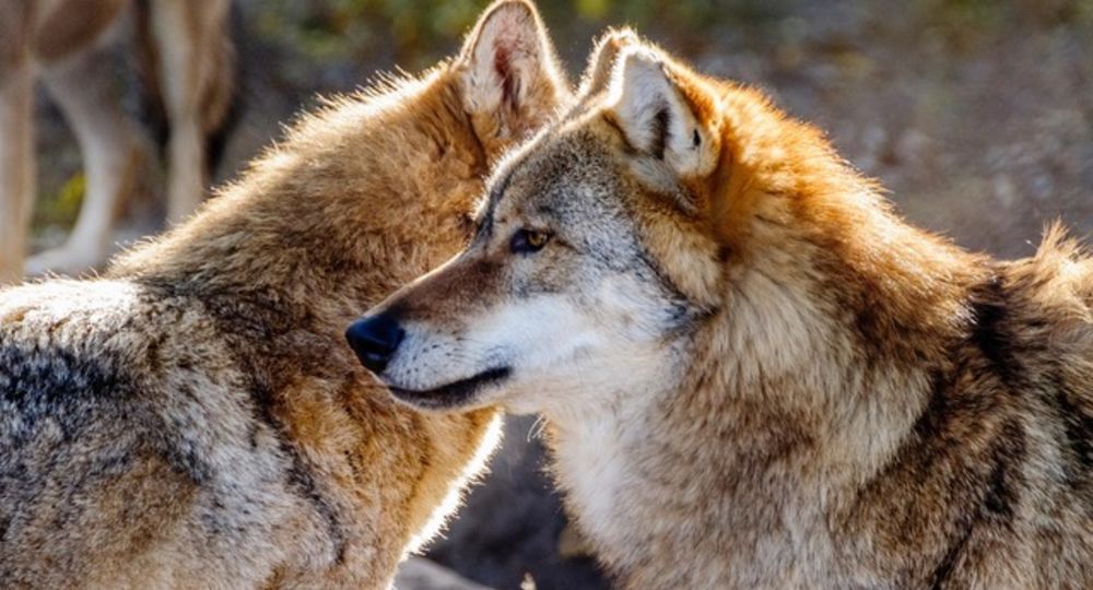 Conférence - Le loup et Pastoralisme