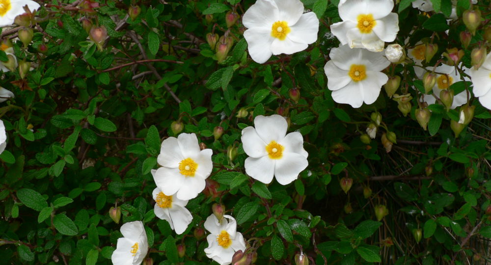 Avril en balade 2026 balade botanique et ethnobotanique en garrigue