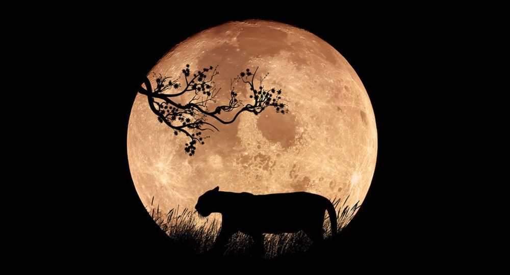 Contes musicaux africains