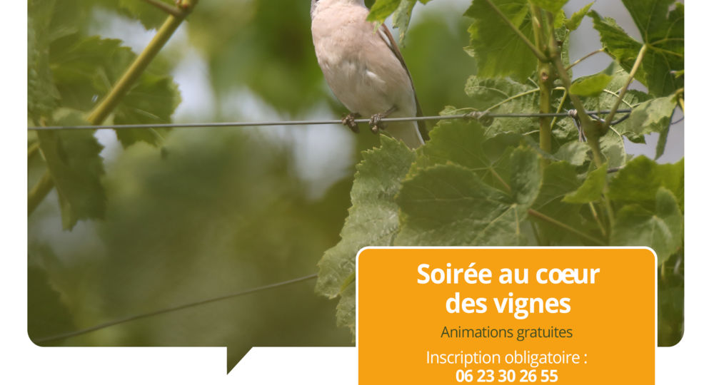 Terroirs vagabonds - Saint-Chaptes