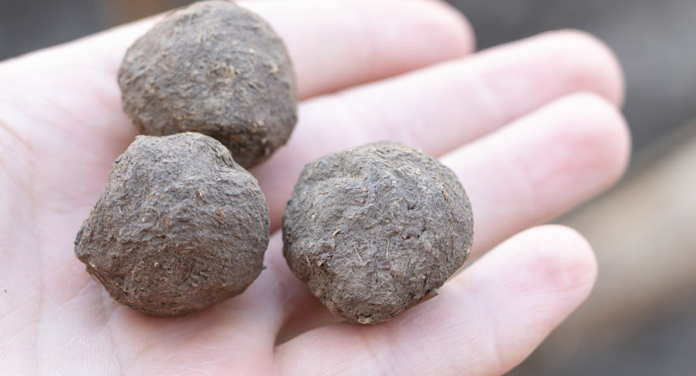 Ateliers - Fresque vivante en mousse et bombes à graines_Alès