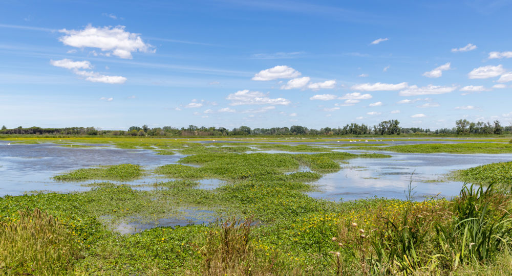 La Réserve du Petit Rhône_Vauvert