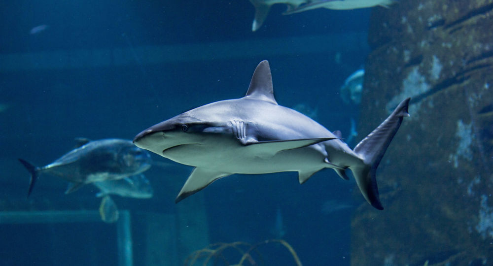 requin