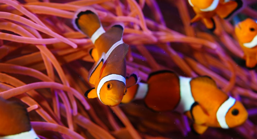 poisson clown