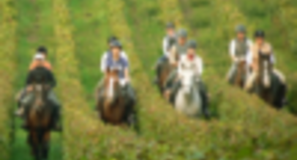 Le Haras de Durfort_Durfort-et-Saint-Martin-de-Sossenac