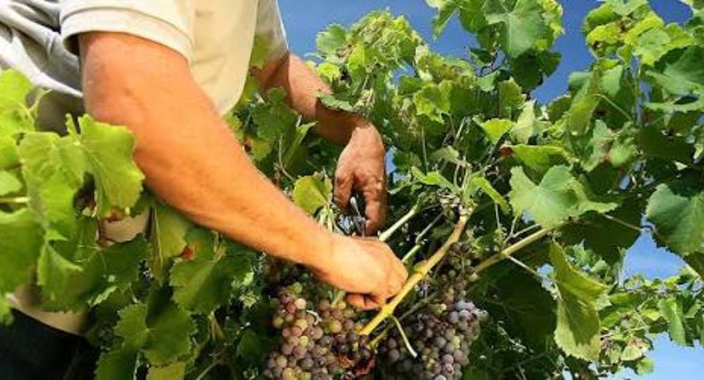 Domaine les Cambeaux_Sardan
