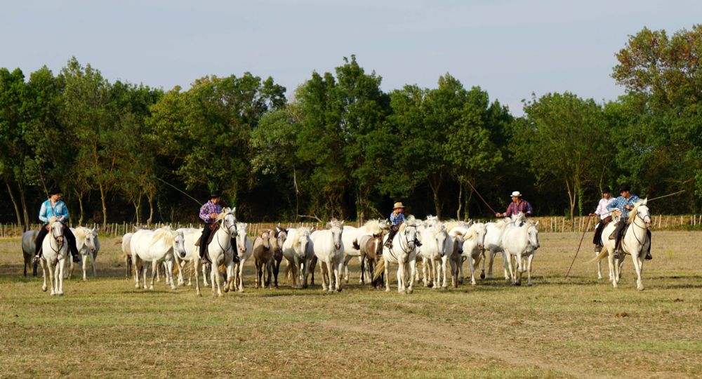 A la rencontre du cheval Camargue_Le Cailar