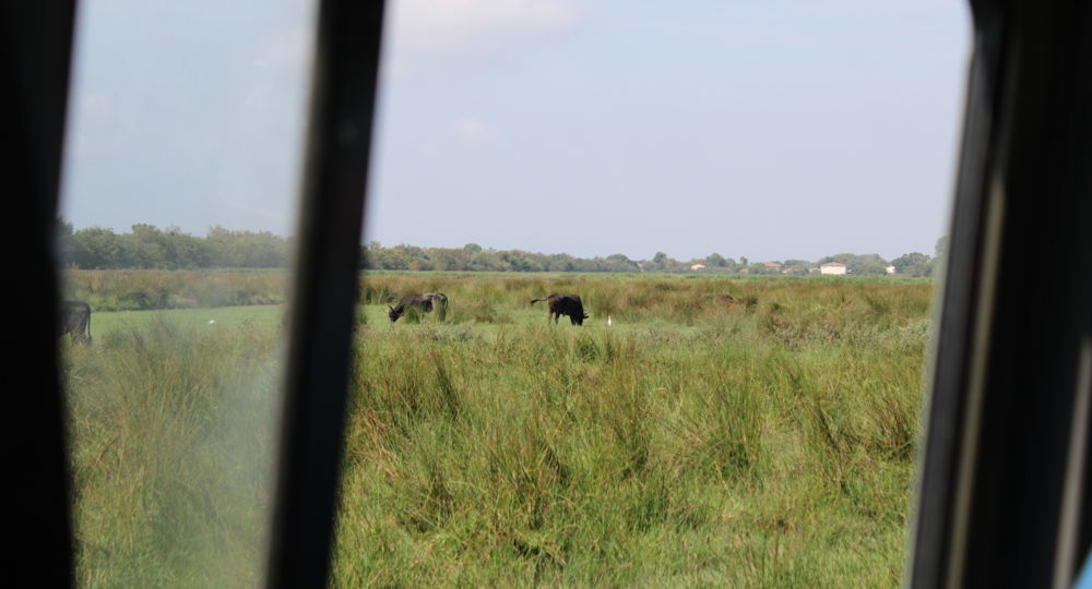 La Camargue d'Antan - Balade en 4X4_Beauvoisin