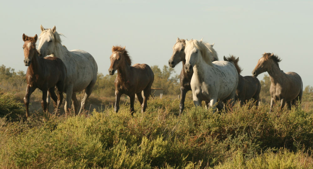 A la rencontre du cheval Camargue_Le Cailar