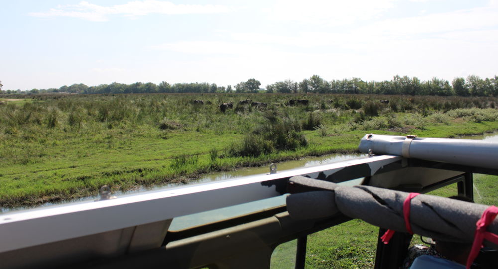 La Camargue d'Antan - Balade en 4X4_Beauvoisin