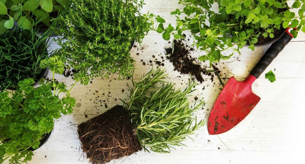 Journée de la Plante