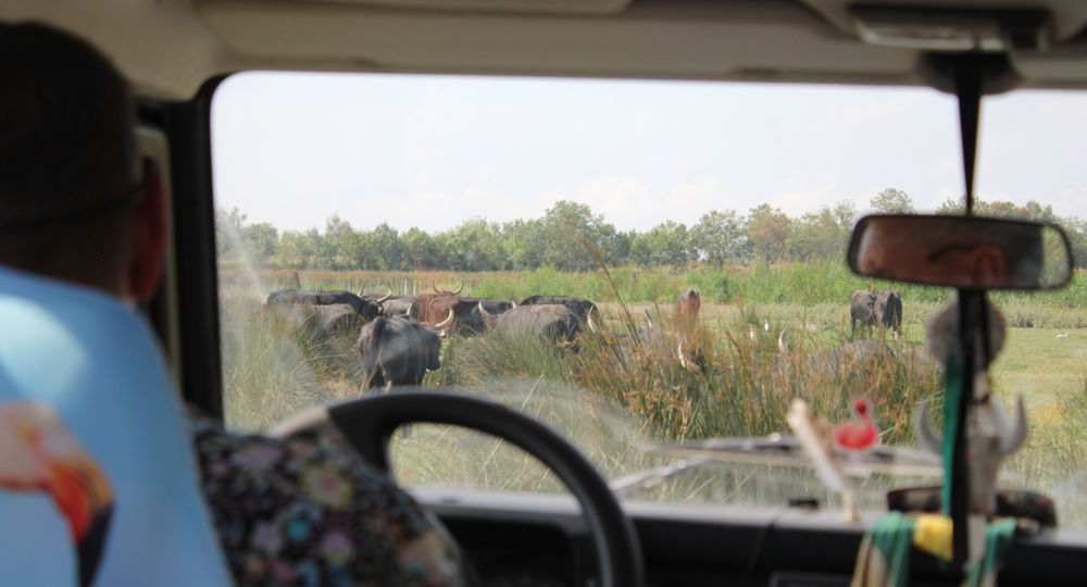 La Camargue d'Antan - Balade en 4X4_Beauvoisin