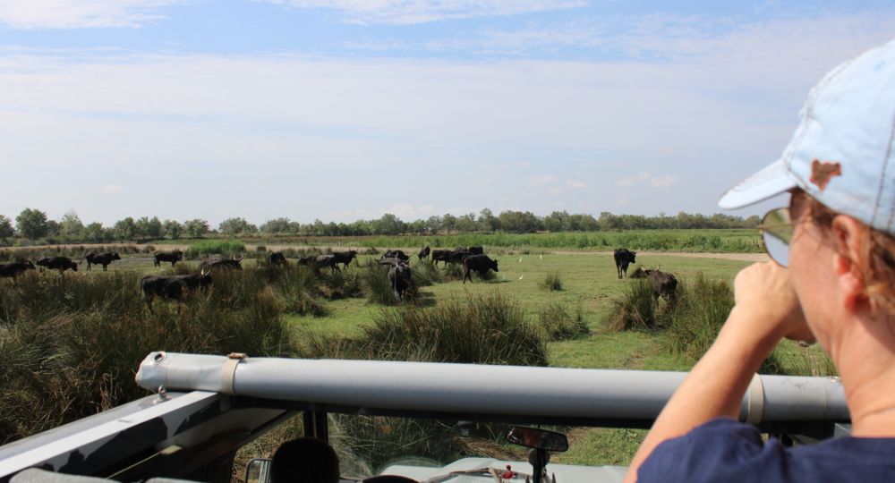 La Camargue d'Antan - Balade en 4X4_Beauvoisin