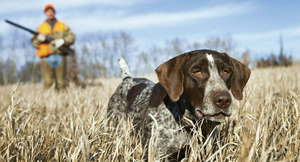 Chasse de la St-Hubert