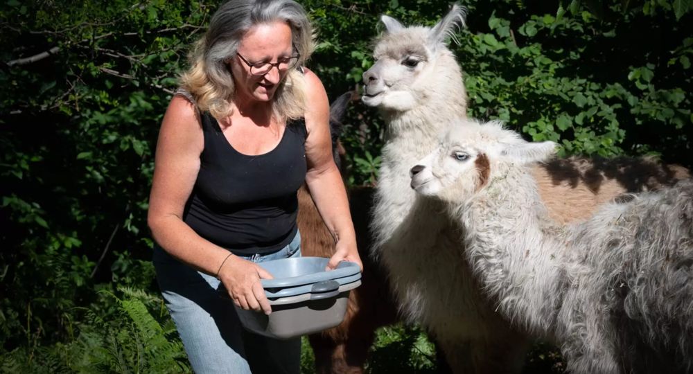 Balade avec des Lamas_Colognac