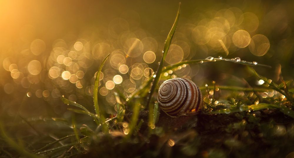 l'Epopée des Plantes_Générargues