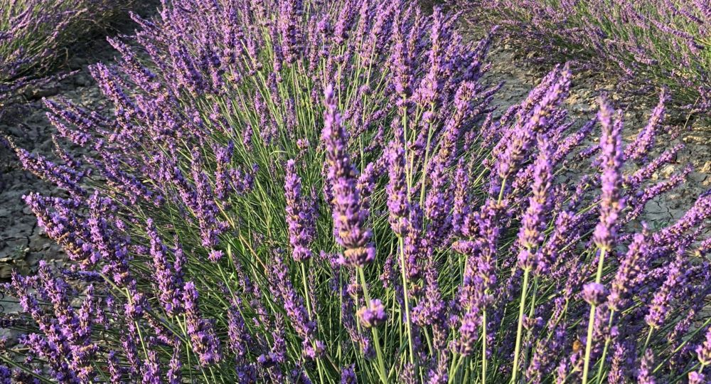 Atelier cueillette et distillation des lavandins chez Un Mas en Provence_Bellegarde