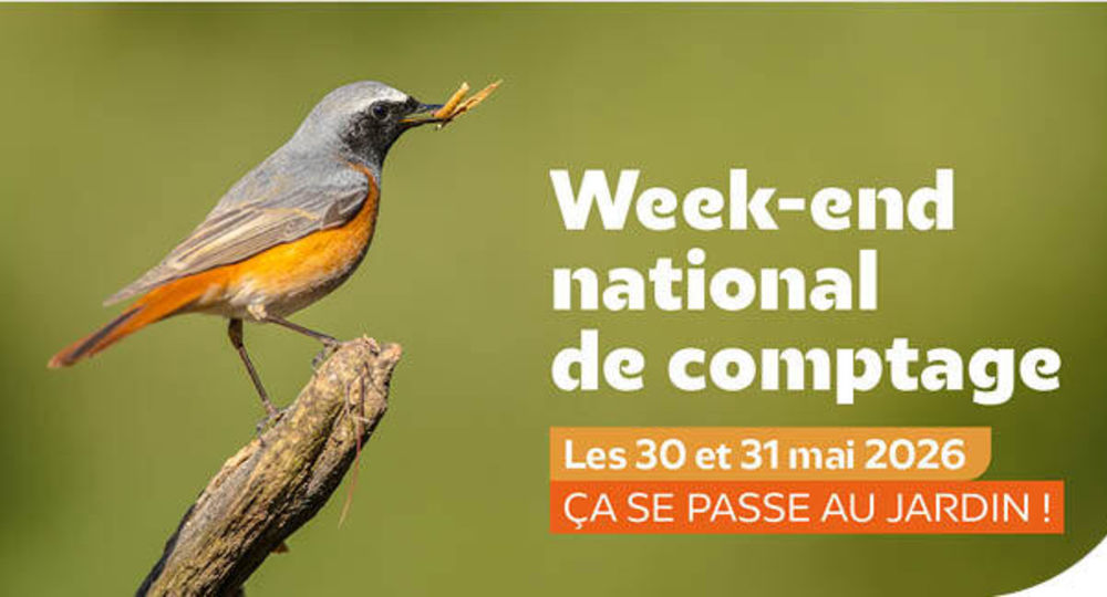 Comptage d'oiseaux_Alès