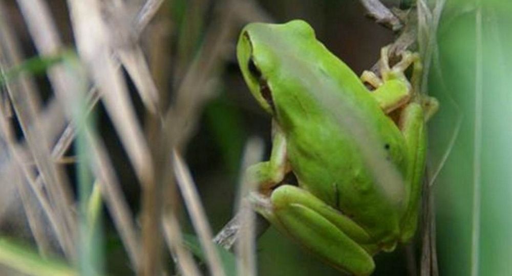 Histoires singulières - Rencontres sauvages_Les Plantiers
