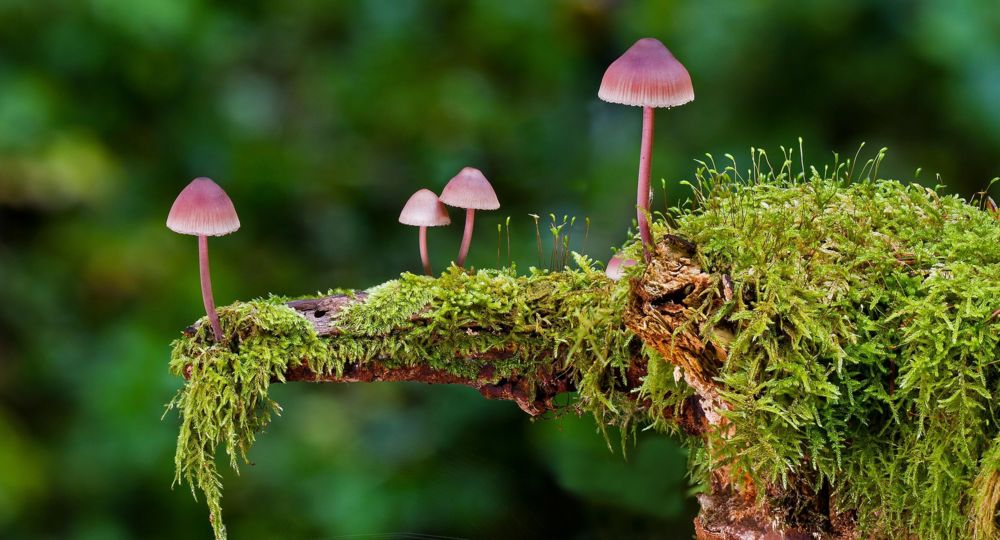 Champignons : comment les reconnaître_Générargues