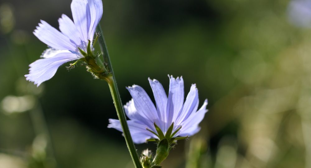 Balade Botanique_Le Vigan