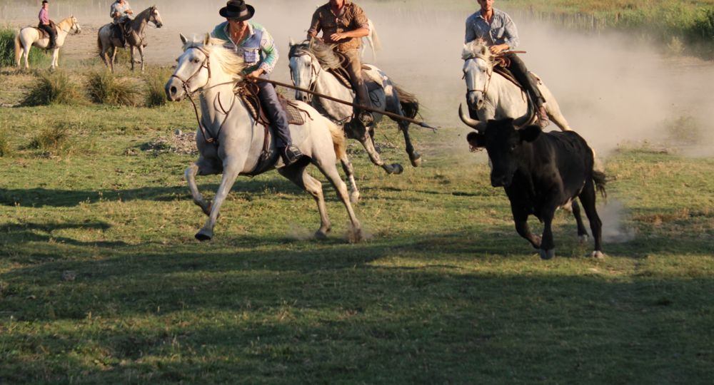 Veillées Camarguaises - Manade Martini_Beauvoisin